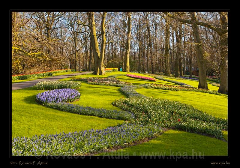 Keukenhof Hollandia 116.jpg